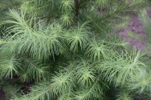 Questa immagine ritrae una bellissima pianta di larice giapponese, un albero conifera della famiglia degli abeti e dei pini Si tratta di una vegetazione tipica dellAsia, con una chioma densa e una corteccia grigia È una delle specie più popolari per i giardini