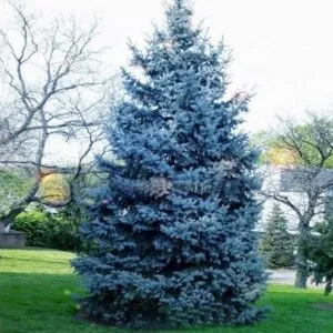 Limmagine mostra un magnifico Abete normanno, una conifera dal colore bianco Un albero dalla bellezza unica, che ricorda il Pino, ma con qualche caratteristica peculiare Una pianta che cattura subito lattenzione