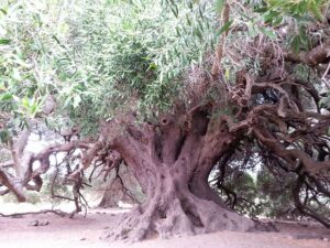 Questa immagine mostra un magnifico albero oleastro di Taxus, una conifera, che è stata piantata in un vaso La sua robusta chioma verde è sorretta da un tronco forte e robusto Questa pianta è una splendida aggiunta al paesaggio, contribuendo alla vegetazione circostante