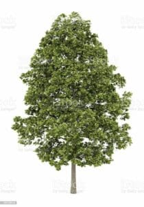 Questa splendida fotografia ritrae una composizione di alberi, tra cui un acero norvegese, una quercia, un faggio, un salice e un salice bianco Si tratta di alberi conosciuti per la loro bellezza, resistenza e versatilità, che donano alla paesaggio un tocco di magia Sono una fonte di ispirazione per artisti e fotografi, che possono ammirare la loro bellezza anche nei periodi più freddi