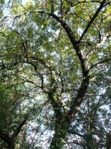 Questa immagine mostra la bellezza selvaggia della natura un albero di sorbo che si erge nel mezzo di una foresta di alberi, con tronchi scuri e foglie verdi che si estendono sopra la terra Una vegetazione lussureggiante riempie lambiente, come se fosse una foresta pluviale o una giungla Il colore vibrante delle macchie di vegetazione che circondano il tronco dellalbero è davvero mozzafiato Unimmagine suggestiva che rappresenta la maestosità della foresta