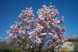 Questa magnifica immagine ritrae un albero di magnolia dolce sotto una luminosa fioritura di ciliegio il contrasto tra il delicato petalo bianco della magnolia e i petali rosa dei fiori di ciliegio è davvero incantevole Una visione mozzafiato della vegetazione in fiore!