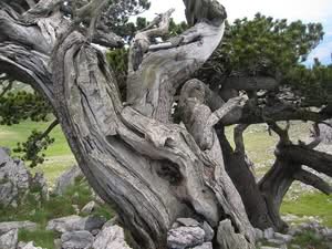 Questa immagine ritrae un magnifico pino loricato La sua barkpianta è così caratteristica, con il suo tronco dalbero che si erge nellaria La corteccia in rilievo e leggermente rugosa è una caratteristica di questa specie, che è spesso usata per la creazione di artigianato in legno di deriva Unimmagine davvero suggestiva per apprezzare tutta la bellezza di questo albero