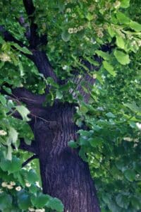 Questa immagine mostra un albero di tiglio del Danubio, con un tronco imponente e una chioma di foglie verdi Nel sottobosco si può vedere anche una quercia, che fa da sfondo alla vegetazione lussureggiante Una scultura naturale che ci ricorda la bellezza della natura