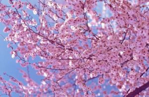 Una bella fioritura di ciliegio allaperto, con i petali che si aprono come un fiore di ciliegio delicato e romantico