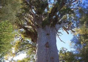 Un antico albero di kauri, con il suo tronco massiccio, si erge in mezzo alla rigogliosa vegetazione della terra Le arie aperte della foresta pluviale e il bosco che si distende intorno offrono una vista idilliaca, mentre un boschetto di alberi più piccoli si stringe intorno a quello più grande