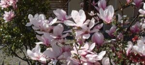 Un albero di magnolia in fiore in una scena allaperto, circondato da vegetazione, fiori di geranio e petali di ciliegio, una meravigliosa immagine della natura in tutto il suo splendore