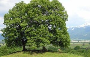Una scena magica e suggestiva una grande quercia, un tiglio e una pianta che si intrecciano creando un albero incantato
