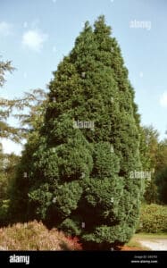 Questa foto mostra un albero di Port Orford Cedar, una pianta conifera che cresce in aree montuose dellOregon La sua chioma verde scuro è una caratteristica distintiva di questa varietà di abete, offrendo una magnifica vista della vegetazione delle montagne