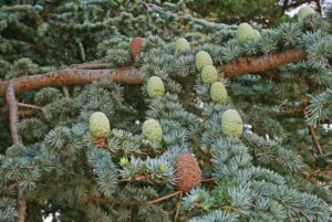 Una pianta di Picea, un Abete, un Larice ed un Pino che crescono su una collina ricoperta di Cedro dellAtlantico una scena di PineConifera che adorna il paesaggio