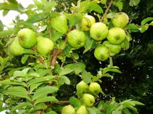 Scopri lincredibile magia che si cela nellalbero della famiglia Annonaceae Una straordinaria varietà di frutti, tra cui la pera, danno vita a un prodotto unico e delizioso, reso ancora più speciale dalle noci e dalle foglie che ne ornano la chioma