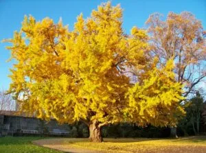 Un boschetto di alberi di ginkgo biloba in una scena di autunno, con tronchi dalbero, aree aperte, foglie dacero e di ginkgo, vegetazione e erba in primo piano Una foto perfetta per immortalare la bellezza della stagione autunnale