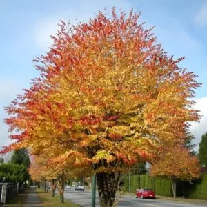 Unimmagine che rappresenta lincantevole magia dellautunno Un albero di acero con le sue grandi foglie dorate che si muovono nellaria, come se fossero alimentate da una magia segreta Una persona in piedi sotto lalbero, ammirando la bellezza e la grandezza della pianta E unauto di passaggio, un veicolo che rappresenta il nostro mondo moderno Tutto insieme, per creare unimmagine meravigliosa
