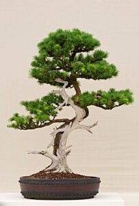 Questa foto ritrae una varietà di piante che rappresentano il meglio della natura Al centro dellimmagine si può vedere un albero siberiano imponente, con le sue ramificazioni spesse e robuste A destra cè una pianta di palma con una grande fronda, mentre a sinistra una pianta in vaso di conifere con un aspetto bonsai Una palma più piccola si trova in primo piano, creando un contrasto tra le diverse dimensioni e forme delle piante