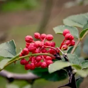 Questa foto ritrae un albero miracoloso pieno di vita e di prodotti le foglie di PlantFoglia, le gemme, i fiori, il cibo, la frutta, i prodotti e le bacche Una vera e propria oasi di benessere, una pianta per soddisfare tutti i tuoi bisogni