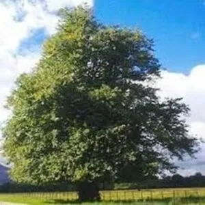 Una scena magica e suggestiva una grande quercia, un tiglio e una pianta che si intrecciano creando un albero incantato