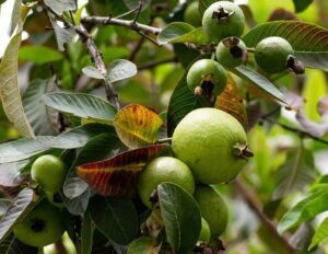 Una magica pianta che produce abbondanti frutti come pere, nocciole, noci e verdure, per deliziose pietanze e prodotti di qualità