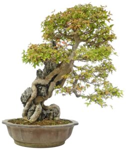 Un tridente acero, una pianta dallaspetto di un albero, coltivata con la tecnica del bonsai e custodita in un prezioso vaso, simbolo di delicatezza ed eleganza