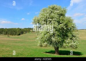 , VerdeUnimmagine che ritrae un meraviglioso paesaggio di un parco con una ricca vegetazione di peri selvatici, alberi di quercia, tiglio e altre piante, che si estende in una distesa di erba verde fino a confondersi con il bosco circostante Uno scenario naturale unico e di grande bellezza