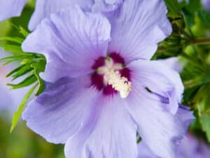 Limmagine mostra una scena di primavera con diversi fiori un albero di marshmallow con ibisco, una Daisy Fiore, unAntere, un Petalo, unAnemone, un Ibisco, un Polline, un Geranio, una Rosa e una Margherita La bellezza di questo giardino colorato è una vista da non perdere!