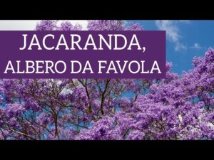 Una foto di un albero esotico ricoperto di fiori viola, lillà, e lavanda, che ci ricorda quanto sia bella la natura allaperto