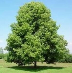 Immagine di una foresta di alberi di tiglio selvatico della Crimea, Betulle, Aceri e Querce Una varietà di piante che rende magica ogni paesaggio!