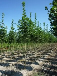 Limmagine ritrae un magnifico acero norvegese in una foresta, con una ricca vegetazione che si estende fino al suolo La macchia di foglie verdi è un meraviglioso esempio di natura incontaminata, che ci ricorda quanto sia affascinante una foresta, con le sue foglie che catturano la luce del sole