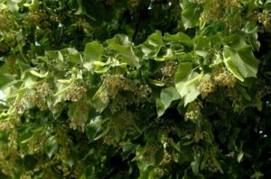Un albero magico, la BlossomQuercia, con foglie di un verde erbaceo e una fioritura di tiglio che si staglia contro la vegetazione circostante, regalando unatmosfera di magia