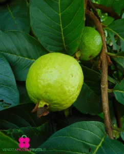 Questa immagine mostra un albero magico, con una grande varietà di foglie di differenti piante Annonaceae, che producono deliziosi frutti come le pere Una visione incantevole che ci ricorda come la natura sia in grado di produrre cibo per sfamare il mondo
