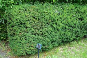 Questa foto ritrae un albero canadese dalle foglie aghiformi e coniferifere, una pianta che fa parte della famiglia dei Taxus e fa parte di una vasta vegetazione Si tratta di una robusta pianta che può essere facilmente identificata grazie al suo cespuglio dalle foglie aghiformi e ricoperte di aghi