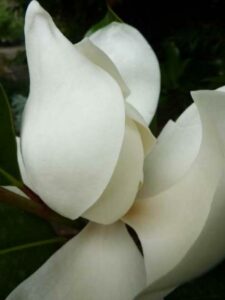 Questa magnifica fotografia di un albero di magnolia dolce, con un fiore aperto dai petali di una delicata tonalità di rosa, rappresenta una pianta appartenente alla famiglia delle Araceae La magnolia produce un frutto simile a una pera, rendendola una preziosa fonte di nutrimento