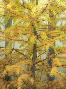 Un albero di larice giapponese conifera, una verde pianta che fa parte della vegetazione della terra, regalando unatmosfera unica