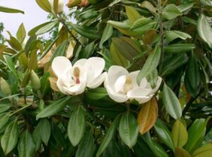Un magnifico albero di magnolia, con le sue foglie di un verde intenso e i suoi dolci fiori bianchi che si aprono come petali, è una meraviglia della natura La magnolia appartiene alla famiglia delle Araceae, spesso ritrovata nella vegetazione di una foresta pluviale, rendendola una visione ancora più affascinante