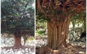 Questa immagine mostra un albero simbolo una pianta conifera di Taxus che si erge dal tronco, circondato da un bosco di Sequoie e Pini Una vegetazione lussureggiante che ci ricorda limportanza della natura