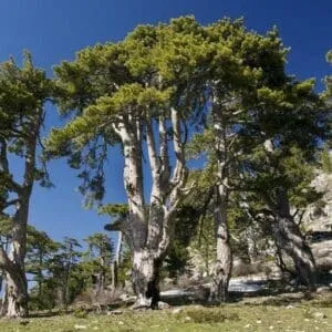 Questa immagine mostra una scena incredibile un bosco selvaggio di conifere, dominato da una grande quercia, circondata da una folta vegetazione di alberi di pino nero Si trova in un groviglio di terreni incontaminati, che ricordano la bellezza della natura allo stato brado