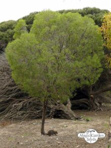 Questa immagine presenta una magnifica vista di una foresta di melaleuca, con tronchi di alberi conifere che emergono dalla vegetazione La terra ricoperta dal sottobosco, dona al paesaggio una sensazione di pace e serenità