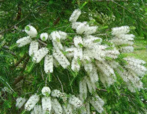 Questa immagine mostra una melaleuca, un albero conifera che cresce allaperto in un bosco, circondata da una lussureggiante vegetazione Il fiore bianco e lambiente circostante contribuiscono a creare una magica atmosfera di pace e rispetto per la natura