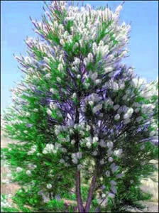 Un albero di melaleuca con uno sfondo di fiori di lillà, piante e conifere in un panorama di vegetazione