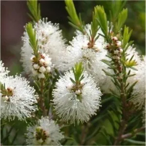 Questa fotografia mostra una pianta di melaleuca, un albero conifero dalle foglie sottili e fiori bianchi profumati La sua palla di polline è simile a quella di una mimosa, rendendolo uno dei fiori più belli e delicati che ci siano