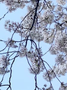 Questa immagine mostra la meravigliosa fioritura di un albero di ciliegio, con le sue delicate e colorate foglie che formano un TreeFiore La vista dei suoi fiori di ciliegio è una delle più belle visioni della natura