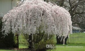 Un albero di ciliegio in fiore circondato da una lussureggiante vegetazione allaperto, uno splendido spettacolo della natura che offre una fioritura di colori inebrianti