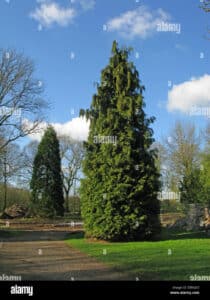 Questa foto mostra la bellezza di una pianta di Port Orford Cedar, una conifera di abete e pino che cresce nel sud dellOregon Il fusto contorto è abbellito da una massa di aghi di colore verde intenso e da bellissimi fiori bianchi Lerba circostante contrasta con la brillantezza del fogliame, creando unatmosfera di forza e serenità