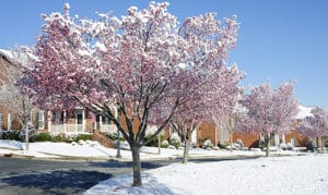 Un fiore di ciliegio in fiore allaperto sotto un cielo azzurro La fioritura di ciliegio, nota anche come fioritura di ciliegia o cherry blossom, è uno spettacolo unico da vedere