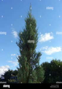 Immagine di un cedro rosso, una pianta di Spruce, un albero conifero, un pino, un abete e una picea un insieme di alberi conifere da ammirare in tutta la loro bellezza!