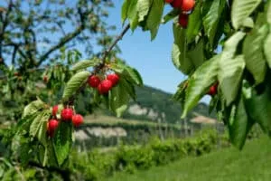 Immagine di una montagna ricoperta di alberi di ciliegie, con un delizioso cestino di frutta appena raccolto in primo piano La freschezza e la varietà di prodotti che possiamo trovare nella natura, come le ciliegie, ci ricordano che siamo fortunati ad avere accesso a queste prelibatezze