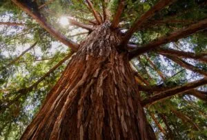 Questa immagine mostra un albero gigante di sequoia rosso nella giungla, una pianta di grande magnificenza che rappresenta la terra, i boschi e la natura selvaggia allaperto Una scena di vegetazione incontaminata che ricorda la grandezza della natura