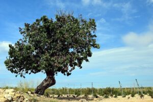 Unimmagine che ritrae una scena estiva di un paesaggio boschivo ricco di vegetazione e con un tronco di morus baccata a fianco di una quercia e un tiglio Unimmagine che cattura la bellezza della natura in tutto il suo splendore