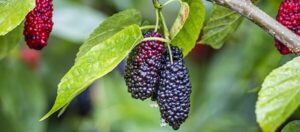 Una fotografia di un nero gelso pieno di bacche mora succose, una pianta che produce uno dei cibi più prelibati e nutrienti sotto forma di frutta
