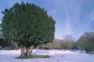 Questa foto mostra un magnifico albero taiwanese, una conifera chiamata Taxus, che fa parte di una rigogliosa vegetazione allaperto, nel mezzo di un bosco Unimmagine che cattura la bellezza della natura