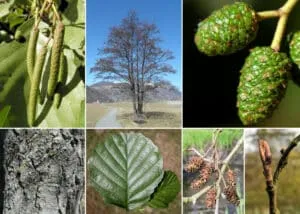 Un albero rosso ontano unisce alla natura la bellezza della vegetazione allaperto Quercia, tiglio, betulla e annonacee sono solo alcune delle specie presenti in questo scenario unico, dove la bellezza della birchPianta si fonde con la maestosità degli alberi
